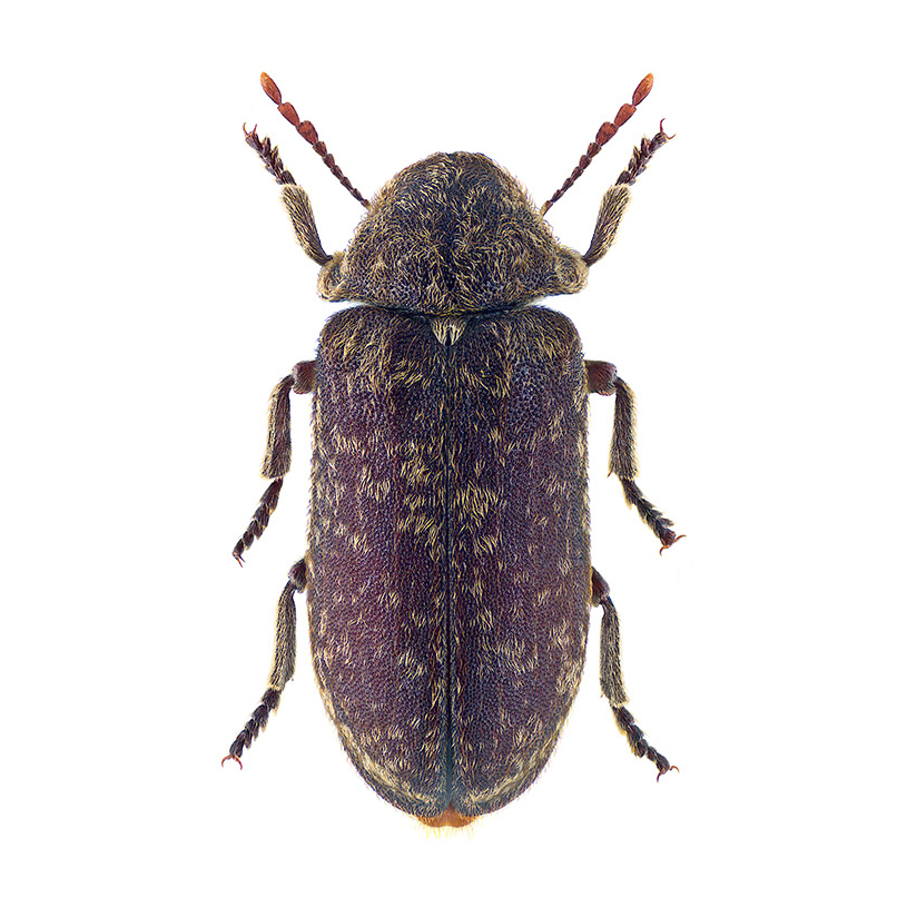 the-world-of-woodworm